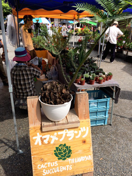 弘法市 オマメプランツ